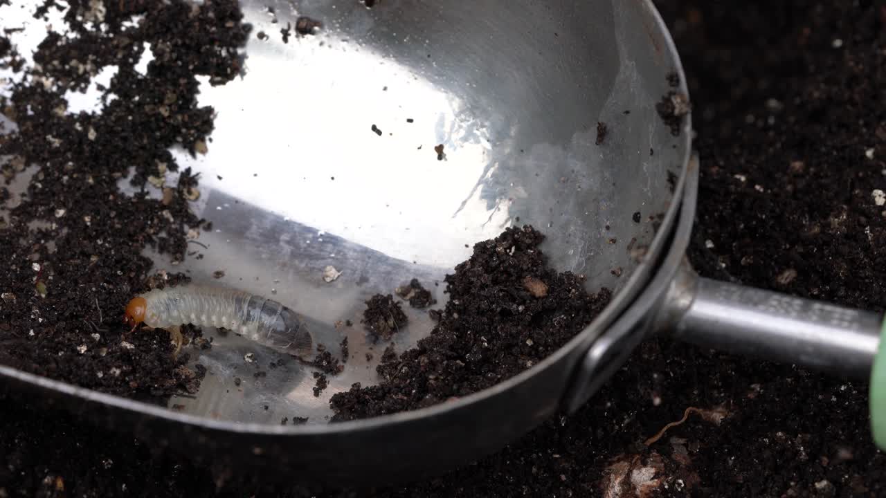 Larva inquietante raccolta dal terreno del giardino dopo giorni di pioggia