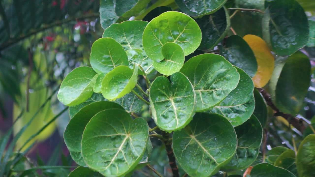 폭우에 젖은 그릇 모양의 녹색 잎