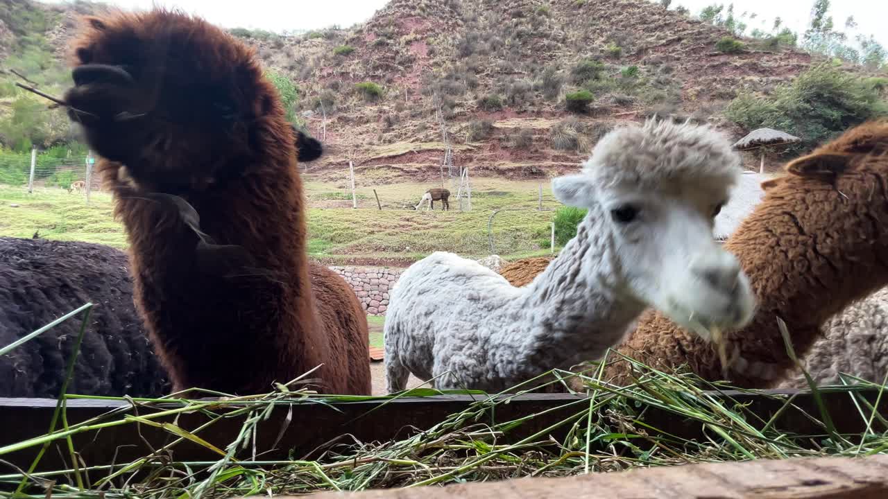 알파카 가족이 농장에서 함께 풀을 먹고 있다