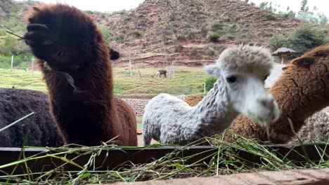 a family of alpacas are eating grass together at a farm