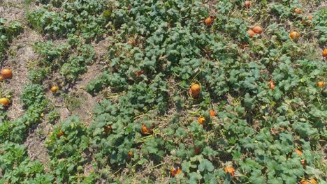 una vista aérea de cerca de las tierras de cultivo amish y el campo con campos de calabaza en un día soleado de verano