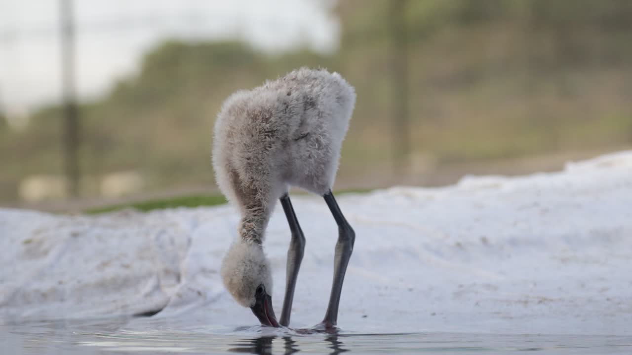 pollito flamenco bebé ocupado comiendo en aguas poco profundas