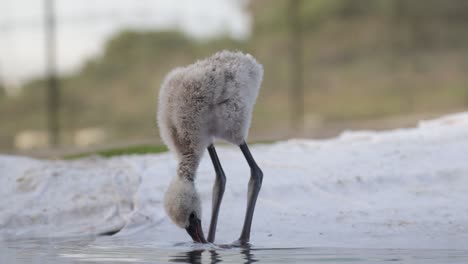 baby flamingo chick busy eating in the shallow water