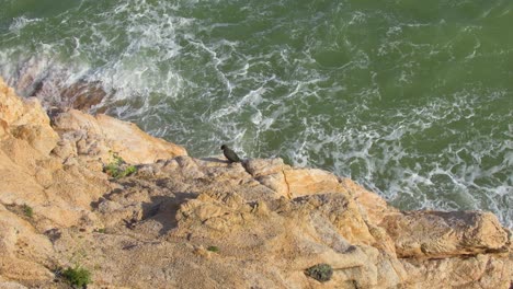 Cormorán-Solitario-En-Las-Rocas-Junto-Al-Mar