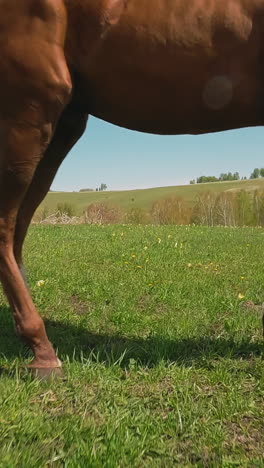 drone camera flies under chestnut horse belly grazing with animal on green field first point view. equine creatures stand on meadow grass on sunny day slow motion