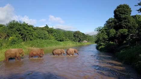 manada de elefantes cruzando un río en el sudeste asiático