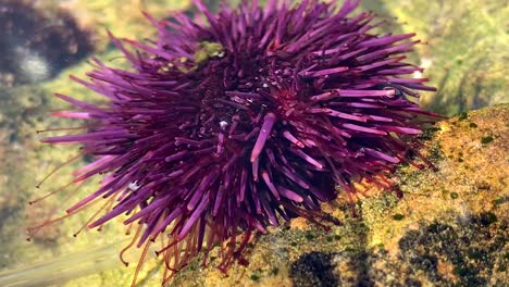 erizo de mar púrpura que se siente alrededor de una roca con un pequeño tubo como pies y se desliza a través de un hábitat de poza oceánica en la naturaleza