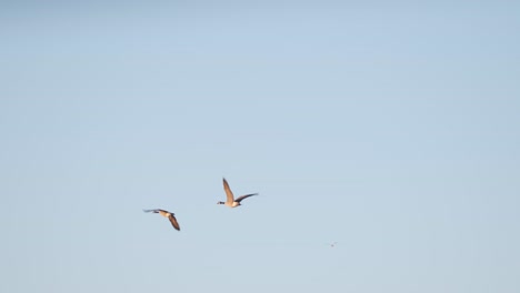 pájaros voladores canadá gansos par aislado salvaje cámara lenta