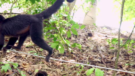 wild capuchin monkey walking along a rope in the jungle, slowmo