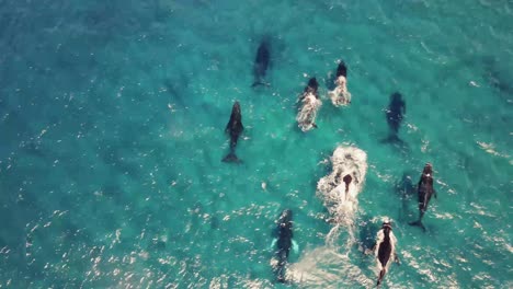 Humpback-Whales-Annual-Migration-near-Hawaii-coasts,-Stunning-Wildlife-Scenery