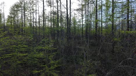 Dense-trees-with-fresh-green-foliage-in-an-untouched-forest-during-early-morning-light,-showcasing-the-beauty-of-nature-in-a-rural-setting