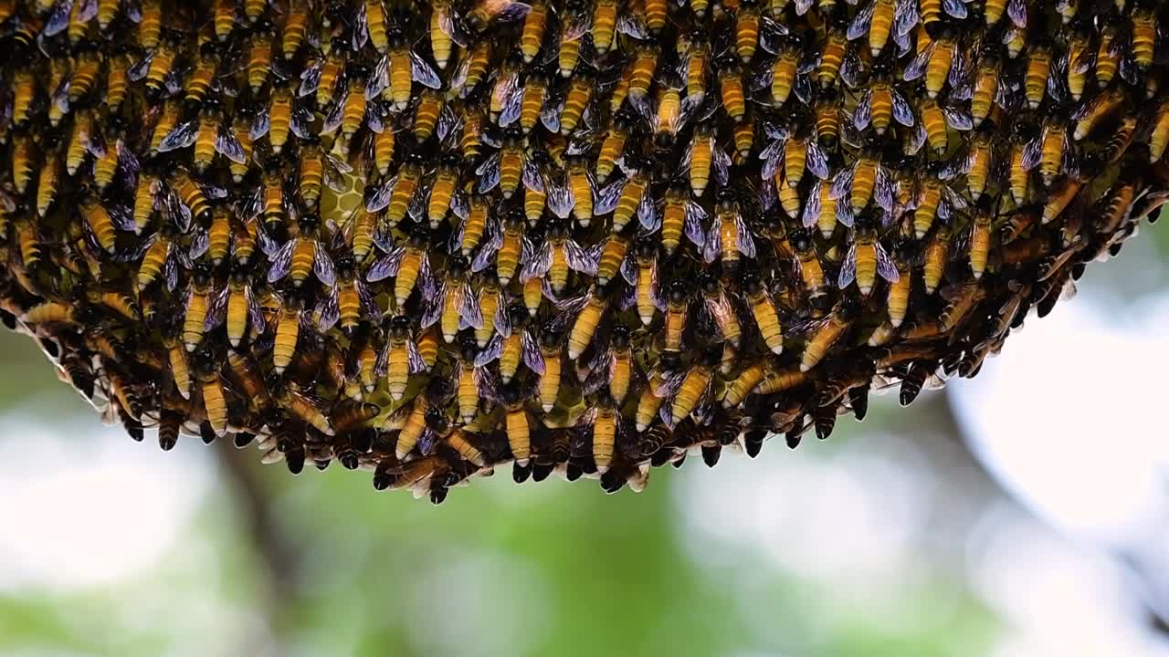 se sabe que las abejas melíferas gigantes construyen grandes colonias de nidos con bolsillos simétricos hechos de cera para almacenar miel como fuente de alimento.