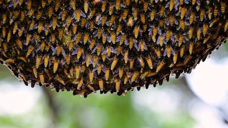 Se-Sabe-Que-Las-Abejas-Melíferas-Gigantes-Construyen-Grandes-Colonias-De-Nidos-Con-Bolsillos-Simétricos-Hechos-De-Cera-Para-Almacenar-Miel-Como-Fuente-De-Alimento.