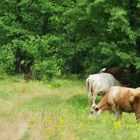 cows grazing on green summer meadow 4k