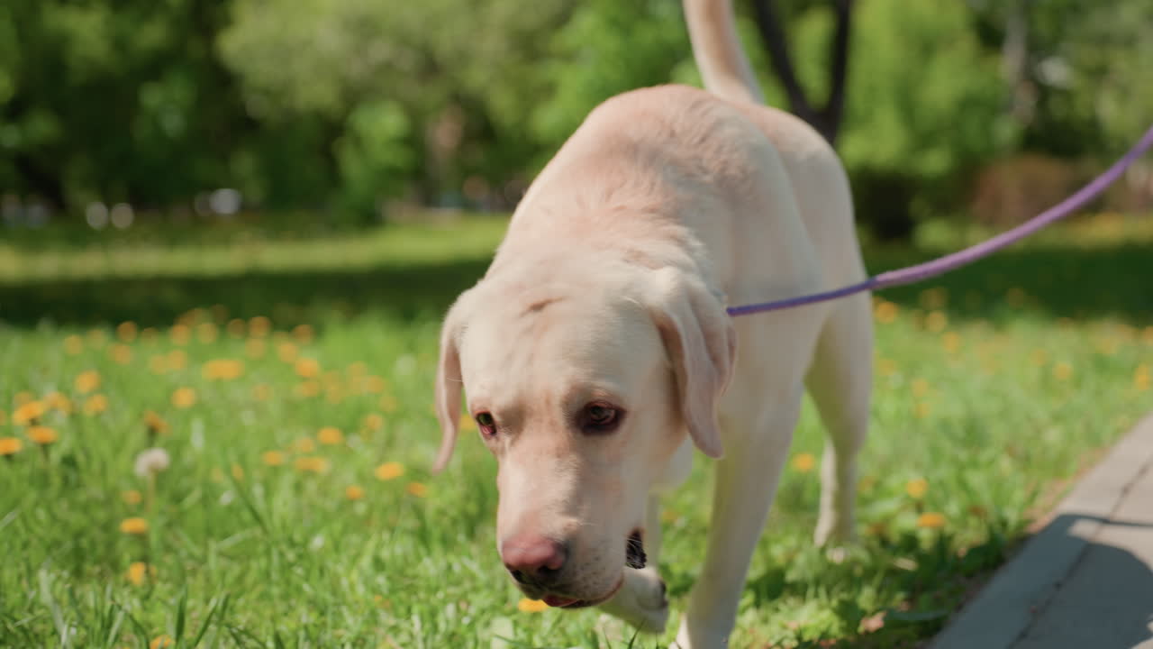 prado de dientes de león, persona caucásica, paseante, labrador paseando por hierba alta y flores amarillas, correa morada y jadeo alegre, ritmo veraniego relajado, telón de fondo de parque natural y ambiente soleado