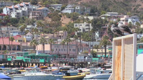 Dos-Gaviotas-Observan-Las-Actividades-En-El-Puerto-De-La-Isla-Catalina