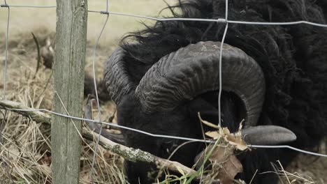 black sheep with big horns looking around