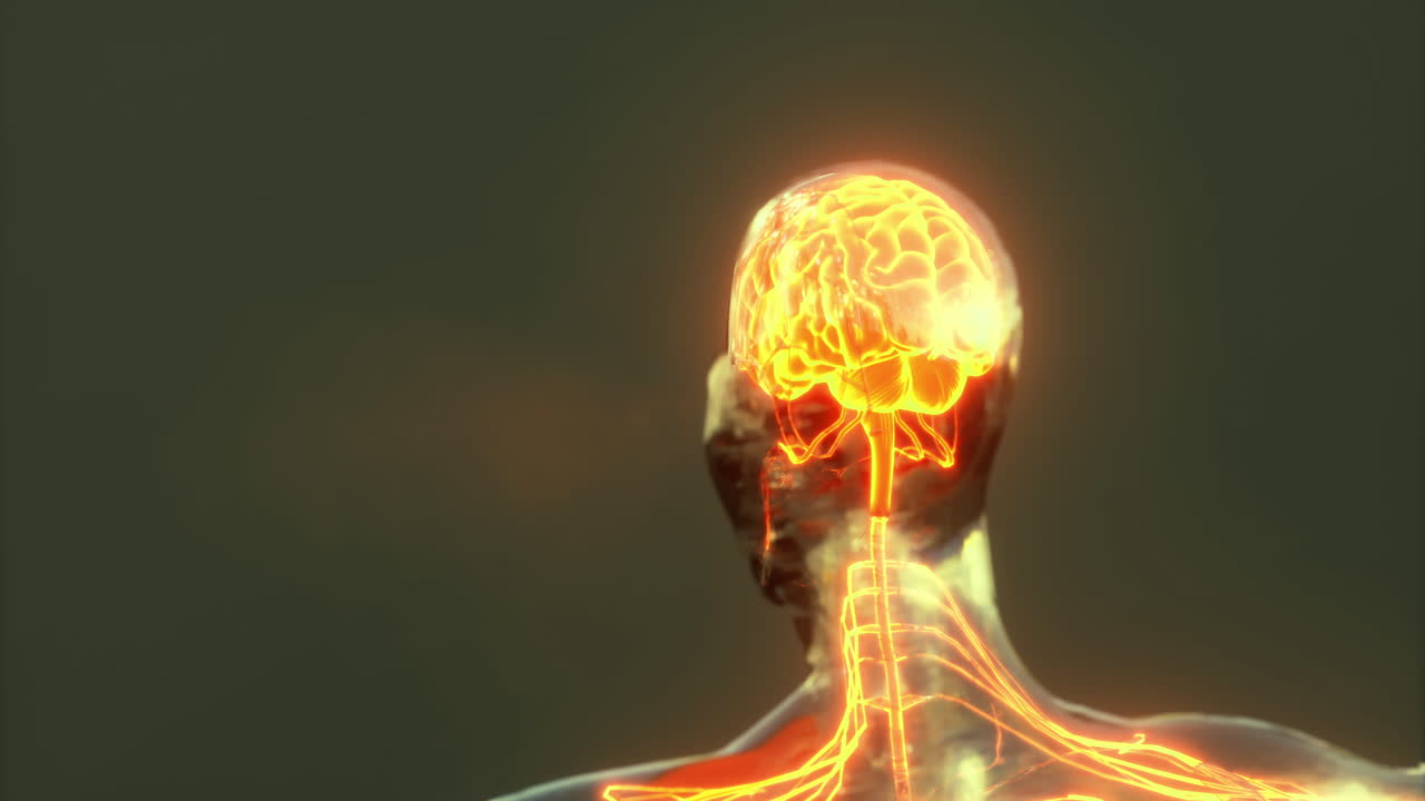 Detailed visualization of brain anatomy in a human figure