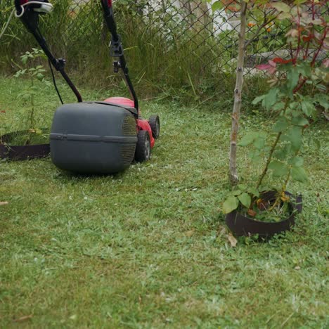 girl is mowing grass by lawn mower around flower pots with roses in the garden in the summer