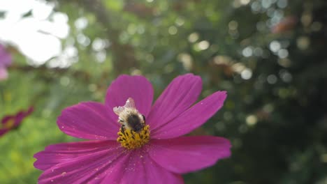 Abejorro-Que-Se-Aleja-De-La-Flor-Morada,-Primer-Plano,-Cámara-Lenta