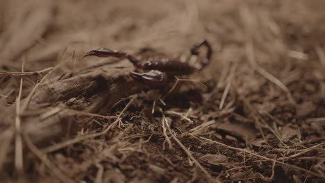 scorpion-walking-on-dry-grass-at-night