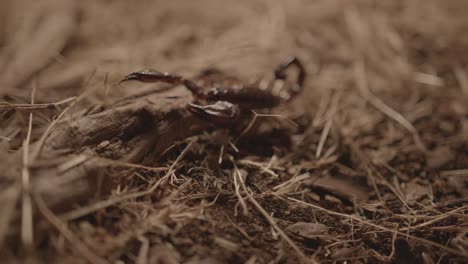 escorpión caminando sobre hierba seca por la noche