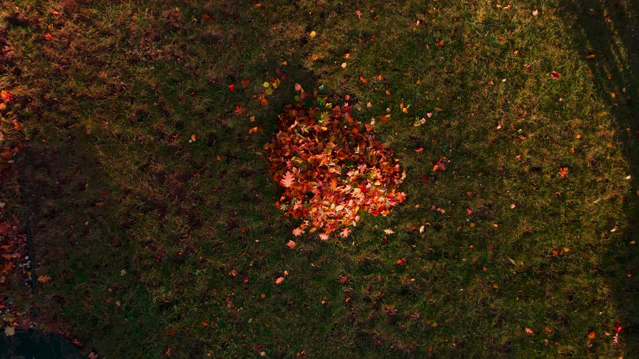 수집된 나뭇잎 더미에 튀는 일출 색상