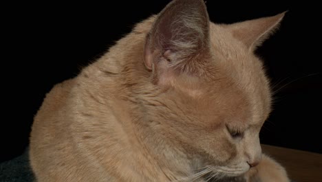 closeup of sleepy tabby cat isolated in black backdrop