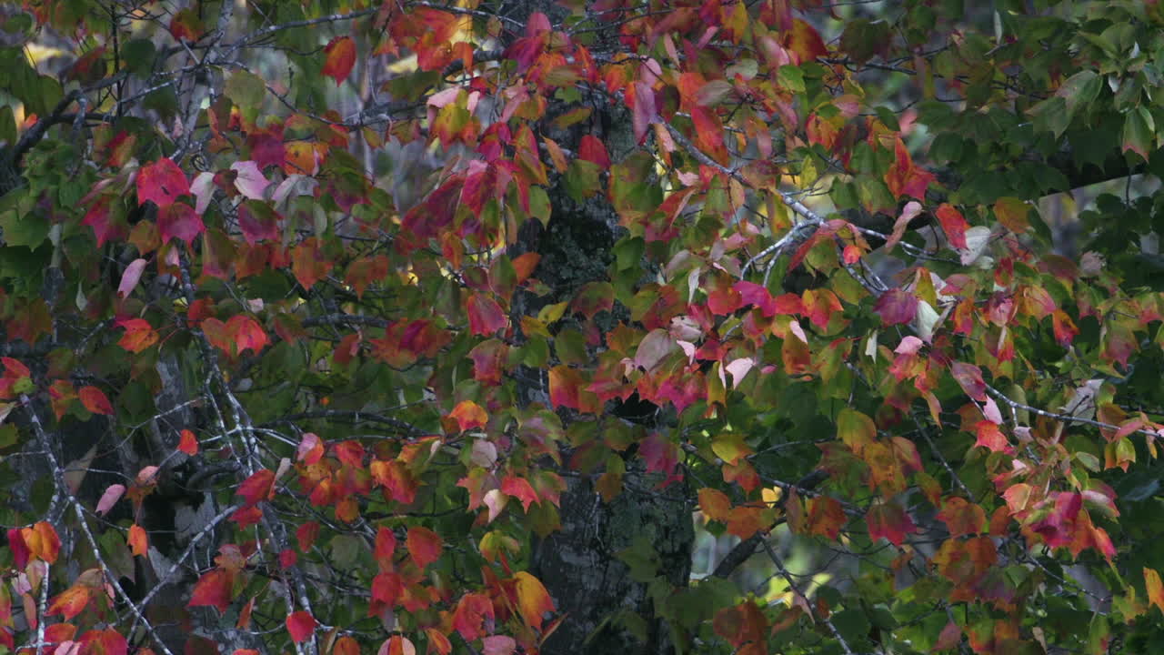 hojas de otoño en un árbol