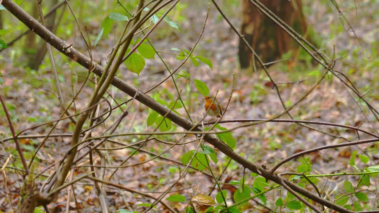 Roodborstje zat op een tak in een nat Engels bos met bladeren op de grond op een winterochtend en vliegt vervolgens naar de camera