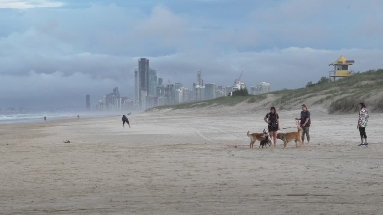 People walk dogs on the beach Gold Coast Australia, city buildings skyline view
