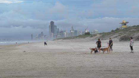 people walk dogs on the beach gold coast australia, city buildings skyline view