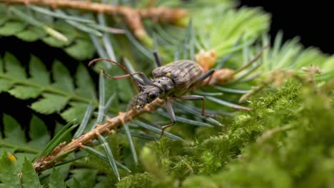 Cerca-Del-Escarabajo-De-Cuernos-Largos-De-Dos-Bandas-En-El-árbol-De-Coníferas