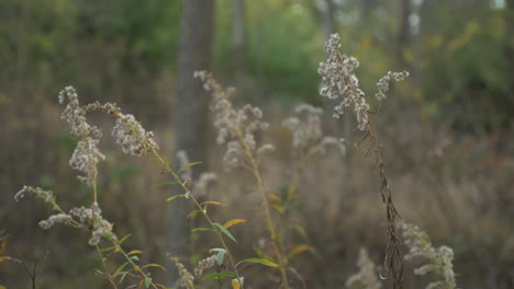 Flauschige-Pflanzen,-Die-Sich-Im-Wind-Wiegen,-Im-Wald-In-Zeitlupe