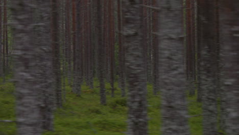 dark and scary boreal pine forest, view through car window