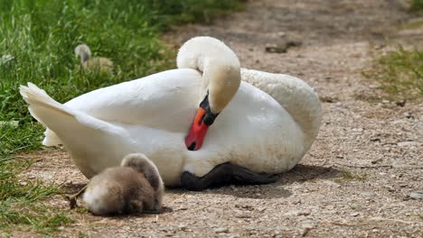 Swan-family-sitting-on-path-in-nature-and-cleaning-themselves-with-beak,close-up-shot