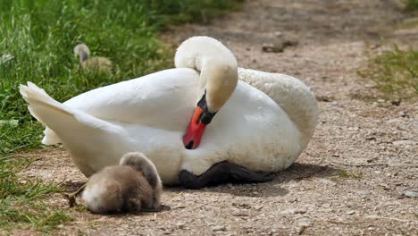 swan family sitting on path in nature and cleaning themselves with beak,close up shot