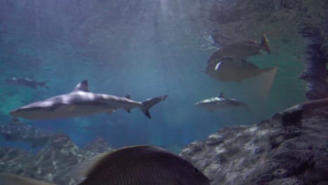 tiburón de punta negra nadando entre un grupo de peces en un tanque de peces de acuario con arrecife artificial