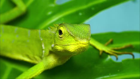 videos de alta definición de cabeza de camaleón verde. primer plano de camaleón
