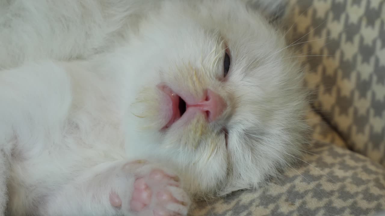 아파서 귀여운 새끼 고양이가 잠들었어