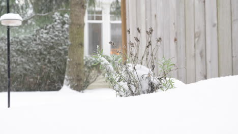 Lavender-plant-in-the-snow