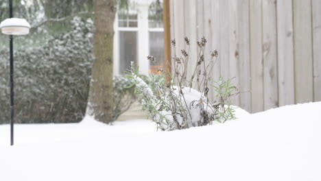 lavender plant in the snow