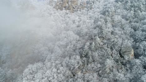 snowy mountain forest with fog