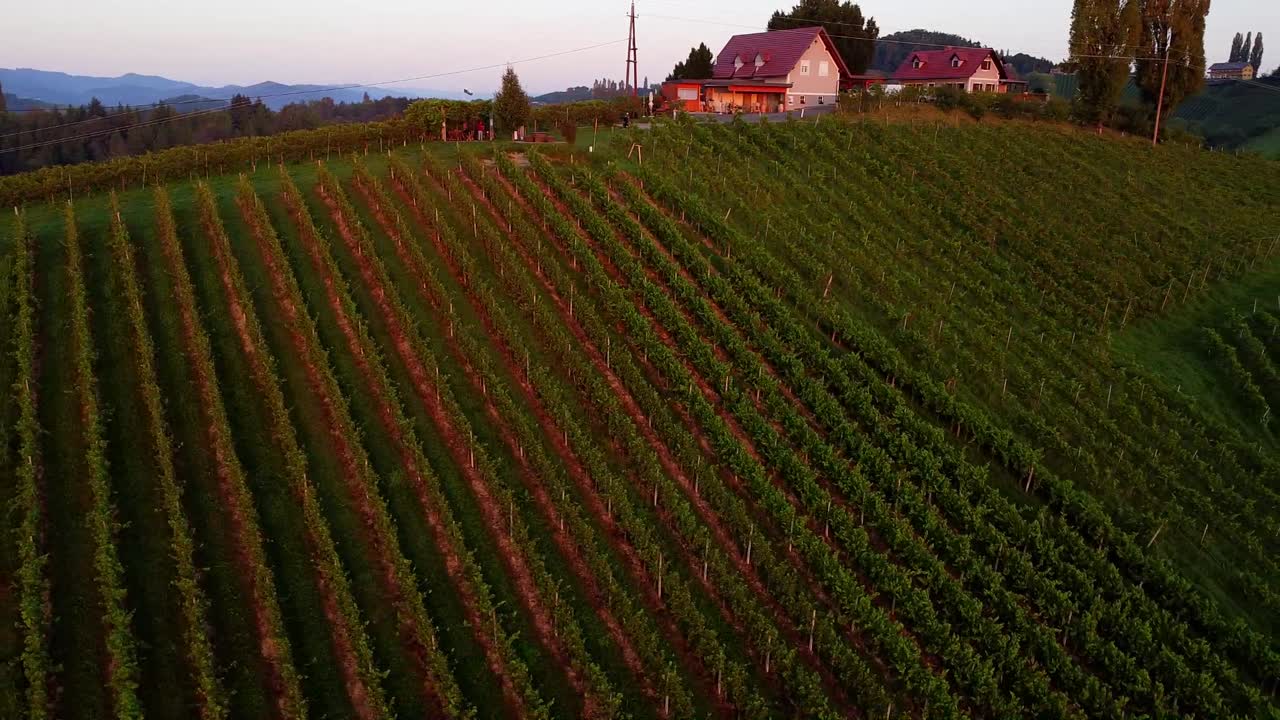Paesaggio di vigneti con filari di viti e una casa su una collina