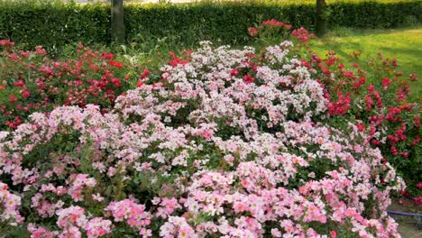 una foto de plantas nemesia de color rosa y rojo