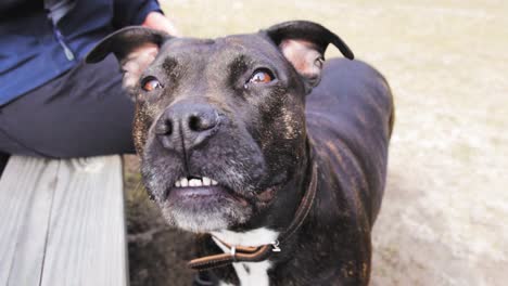 friendly pit bull dog