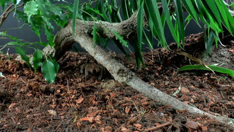 Front close up view of walking Tarantula