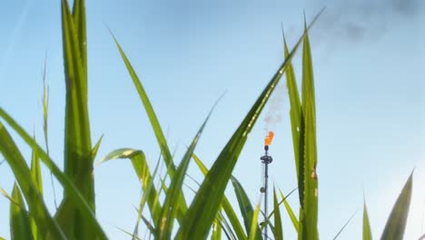 Green-grass-countryside-close-up-with-burning-Gas-flare-industry-on-background