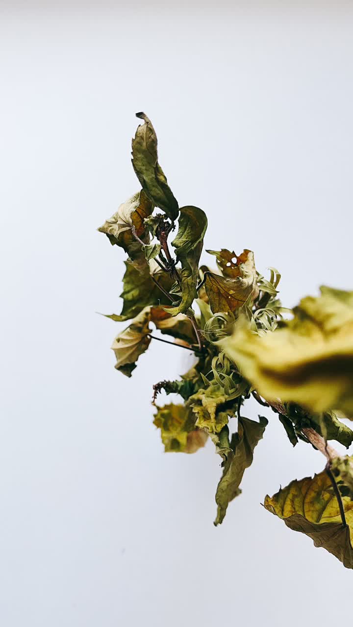 가지 에 있는 말린 잎