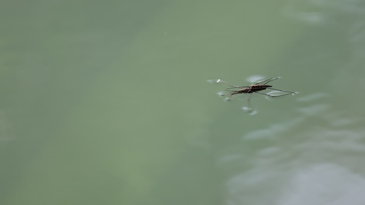 ⁇ 은 날 자연 속 의 호수 수면 에서 야생 물 스트라이더 의 클로즈업  ⁇